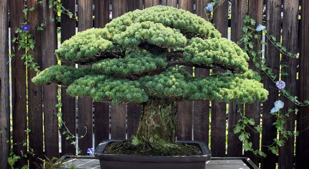 A bonsai, ami túlélte Hirosimát is