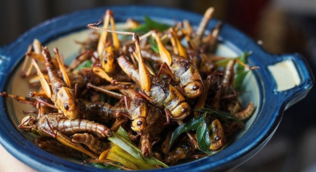 Nassolnivaló rovarok – drágán mérik a fűszeres sült tücsköt