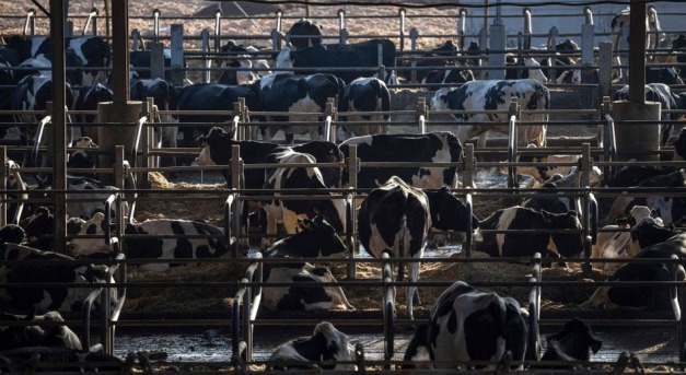 Spanyolország betiltja a tehéntartásra szolgáló megafarmokat