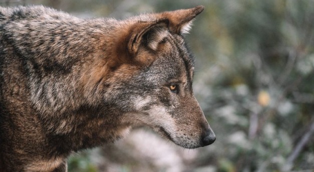 Svájcból indult és Budapest határáig vándorolt egy fiatal farkas