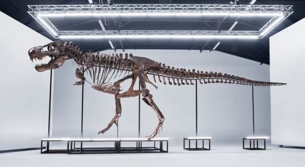 Először árvereznek Tyrannosaurus rexet Európában