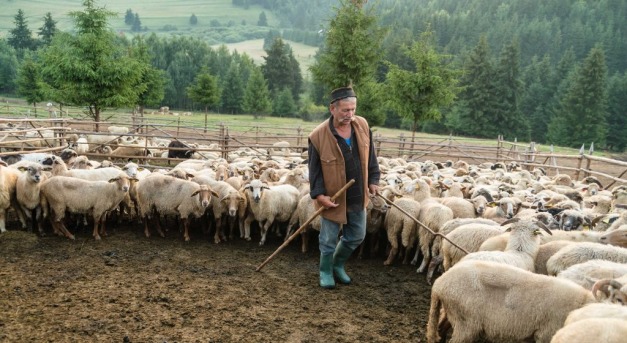 Nemzetközi pásztorünnep Olaszfaluban
