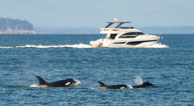 Jachtokra támadtak, elsüllyesztették őket a kardszárnyú delfinek