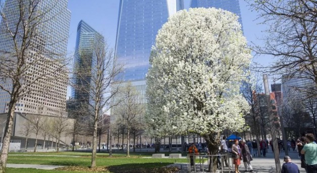 A fa, amely túlélte a szeptember 11-i támadást