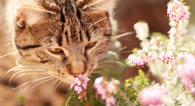 Tíz illat, amit a macskák ki nem állhatnak