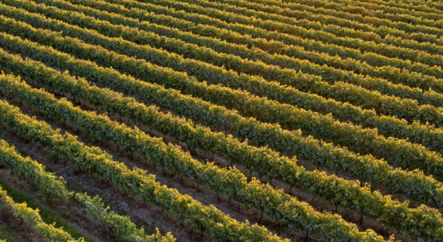 A szőlőültetvényeket olajfákra váltják Franciaországban