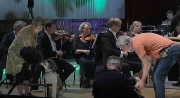 Mozart álma: kutyákkal adták elő a Vadászszimfóniát