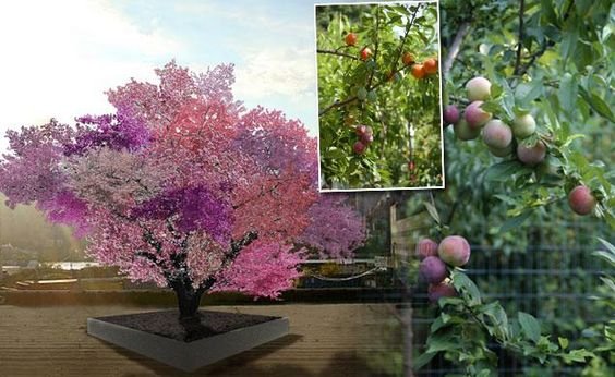 Egy fán terem mandula, szilva, nektarin és még 37 féle gyümölcs