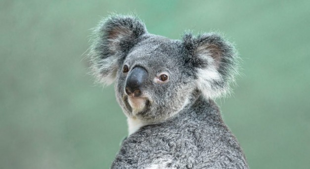 Többmilliós kárt okozott egy koala