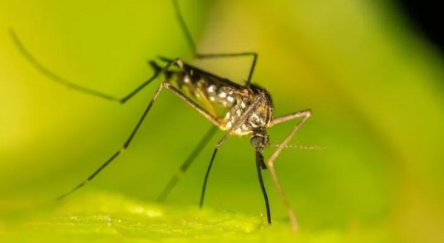 Mi lett a szabadon bocsátott 2 milliárd génmódosított szúnyoggal?