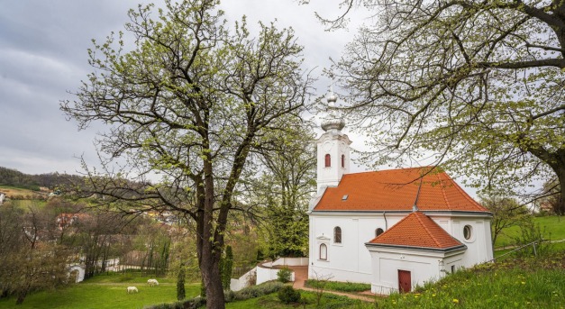 Az Év Fájának választották a szekszárdi Remete bekenyéjét