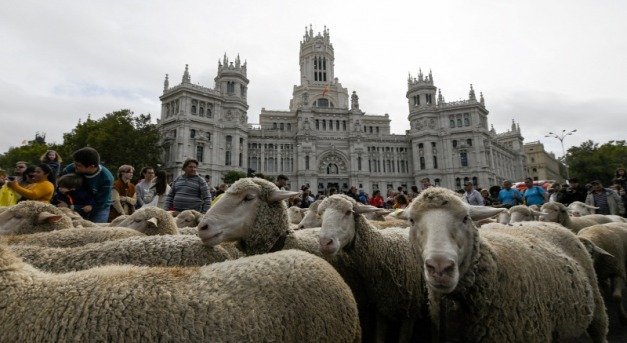 A vándortartás ünnepe – birkák árasztották el Madridot