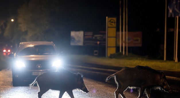 Az autóst terheli a vadbalesetből eredő kár