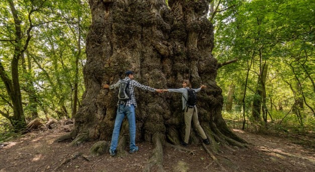 A pörbölyi titán, hazánk legnagyobb fája