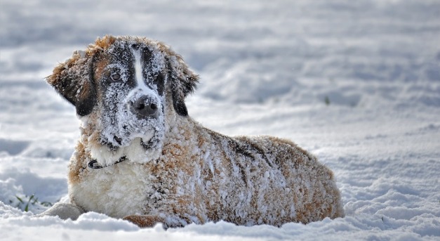 Kinti kutyák a téli hidegben