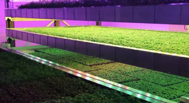 Giga zöldségfarm épül Dubajban