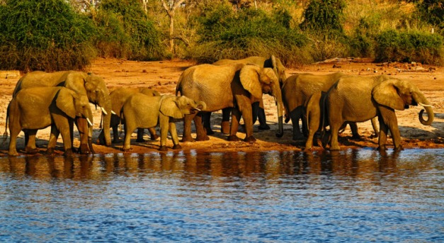 Botswana 20 ezer elefánttal fenyegeti Németországot