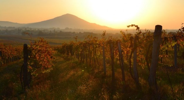 Európa legdrágább szőlője és legolcsóbb bora
