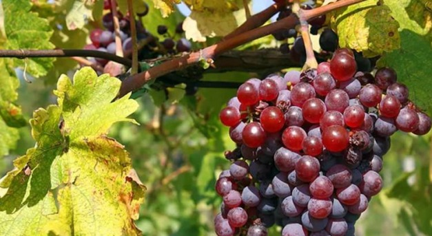 Eltűnt szőlőfajták nyomában – különleges borbemutató