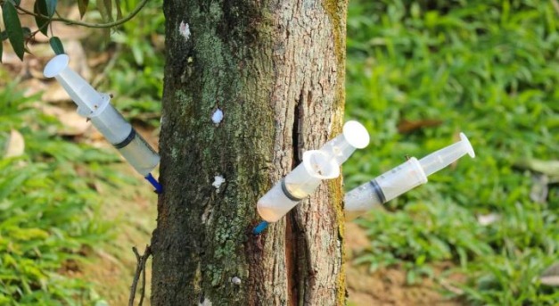 Injekció a diófa törzsébe – új megoldás a növényvédelemben