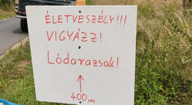 Túrázók, figyelem! Életveszélyes lódarazsak!
