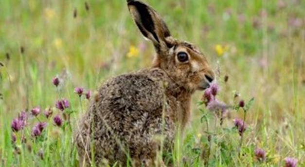 Veszélyben a hazai nyulak