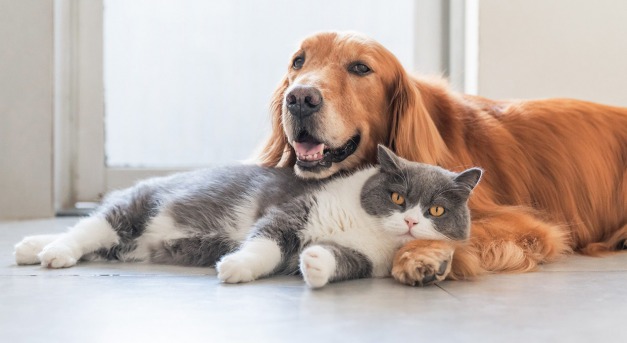 Szigorítás a felelős állattartásért