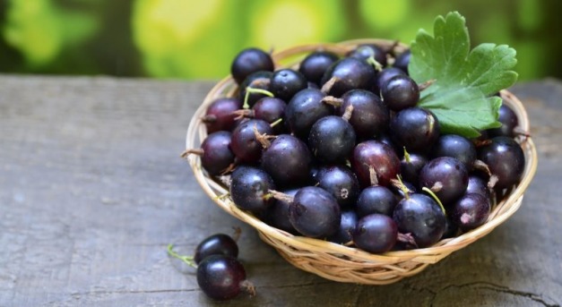 A feketeribiszke és az egres keresztezéséből született, egyre népszerűbb a josta