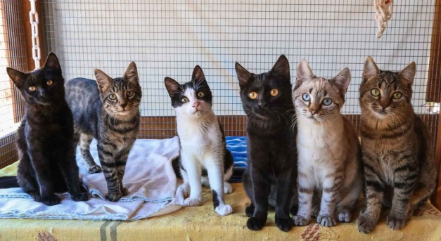 Ingyen lakhatás egy görög szigeten, csak macskabarátoknak