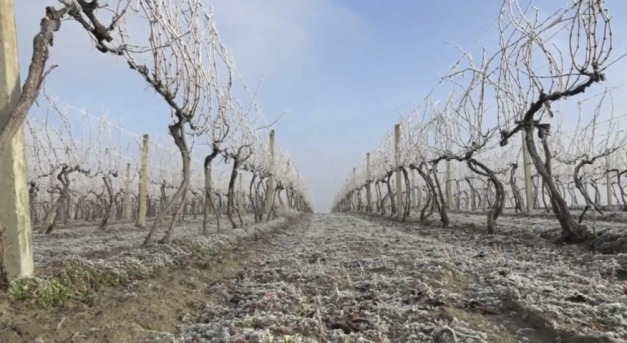 Ha megcsordul Vince, tele lesz a pince