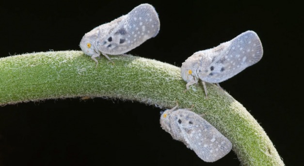 Új kártevő kezd terjedni a kertekben