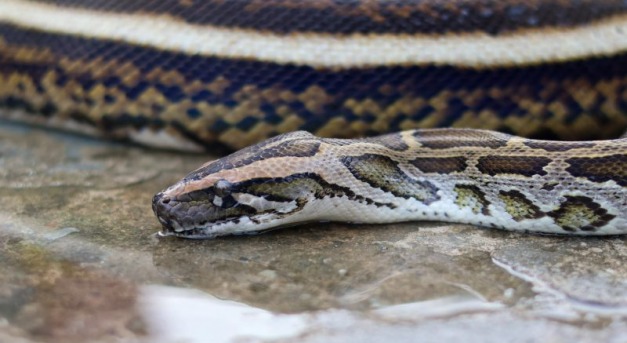 Könnyedén lenyel egy embert