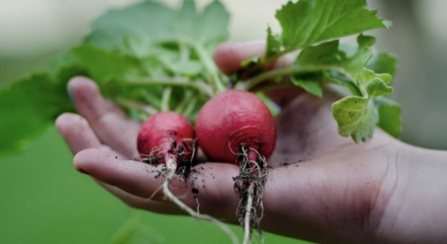 Indul a szezon: ezek a legfontosabb februári teendők a kertben