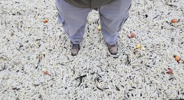 Banán és krumpli az óceánban