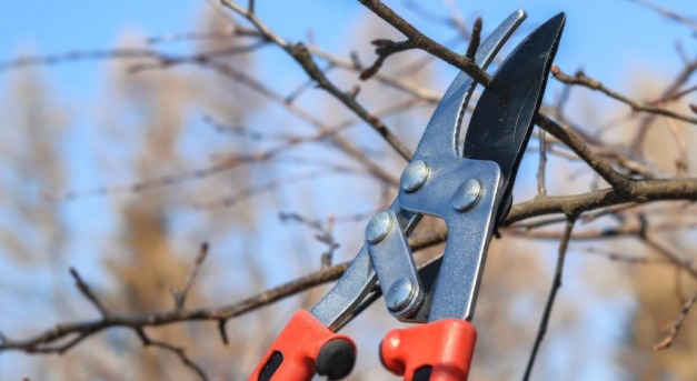 Februári metszés? A rosszul megválasztott időpont veszélyei