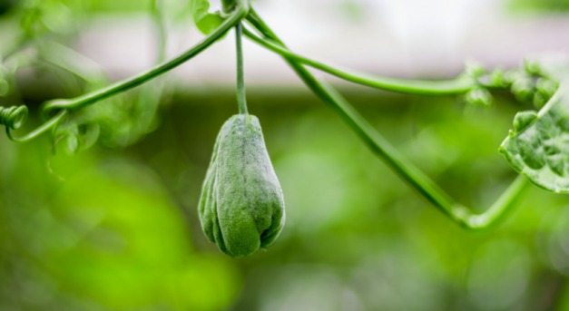 Termesszünk egymagvú tököt!