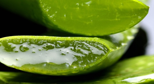 Aloe vera: gyógynövény, dísznövény és ipari alapanyag