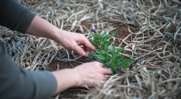 Virágültetés márciusban