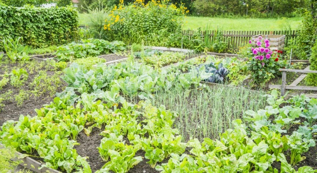 T-fa a kerti rágcsálók elriasztására