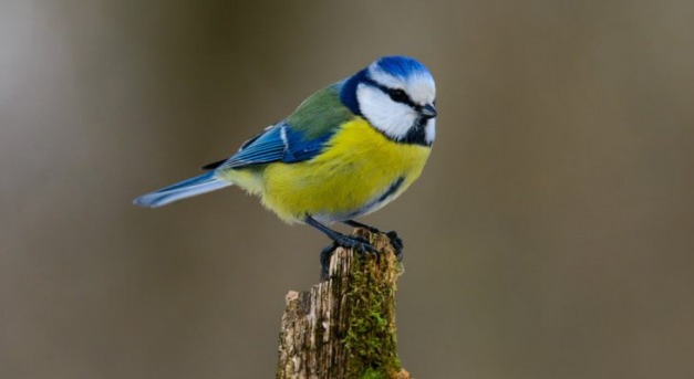 Miért gyűjtenek csikket a kék cinegék?