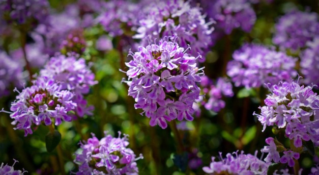 Vége a fűnyírásnak? Természetes és szép növények talajtakaróként