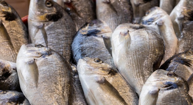 Halpikkelyből készülhet mesterséges szaruhártya