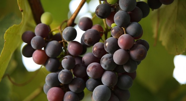 A francia gazdáknak a szőlő kivágásáért fizetnek