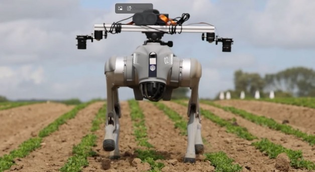 Robotkutya figyeli a növényeket a szántóföldön