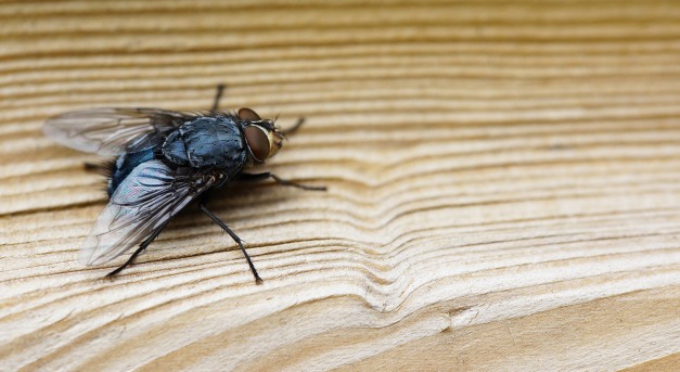 Gyöngyfüggöny: elűzi a legyeket és segít a hűtésben