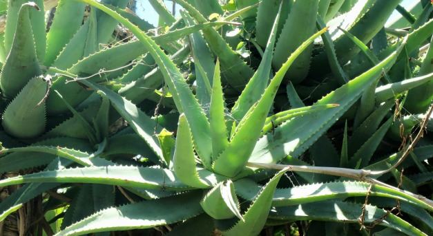 Meghódítja Spanyolországot az aloe vera
