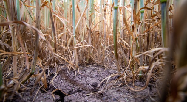 Százmilliárdokban mérhető az idei agrárveszteség